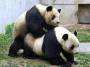 battles:pandafuck.jpg