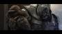people:halo-arbiter-hd-wallpaper.jpg